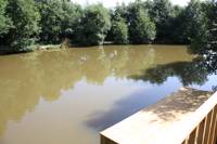 Pochard