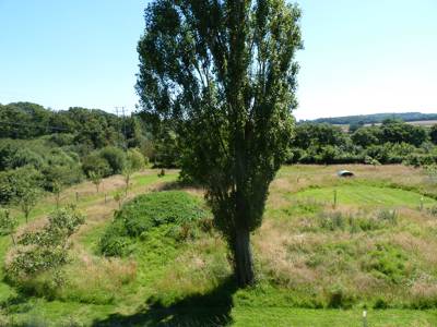 Orchard Camping Pitch