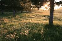 Lilas