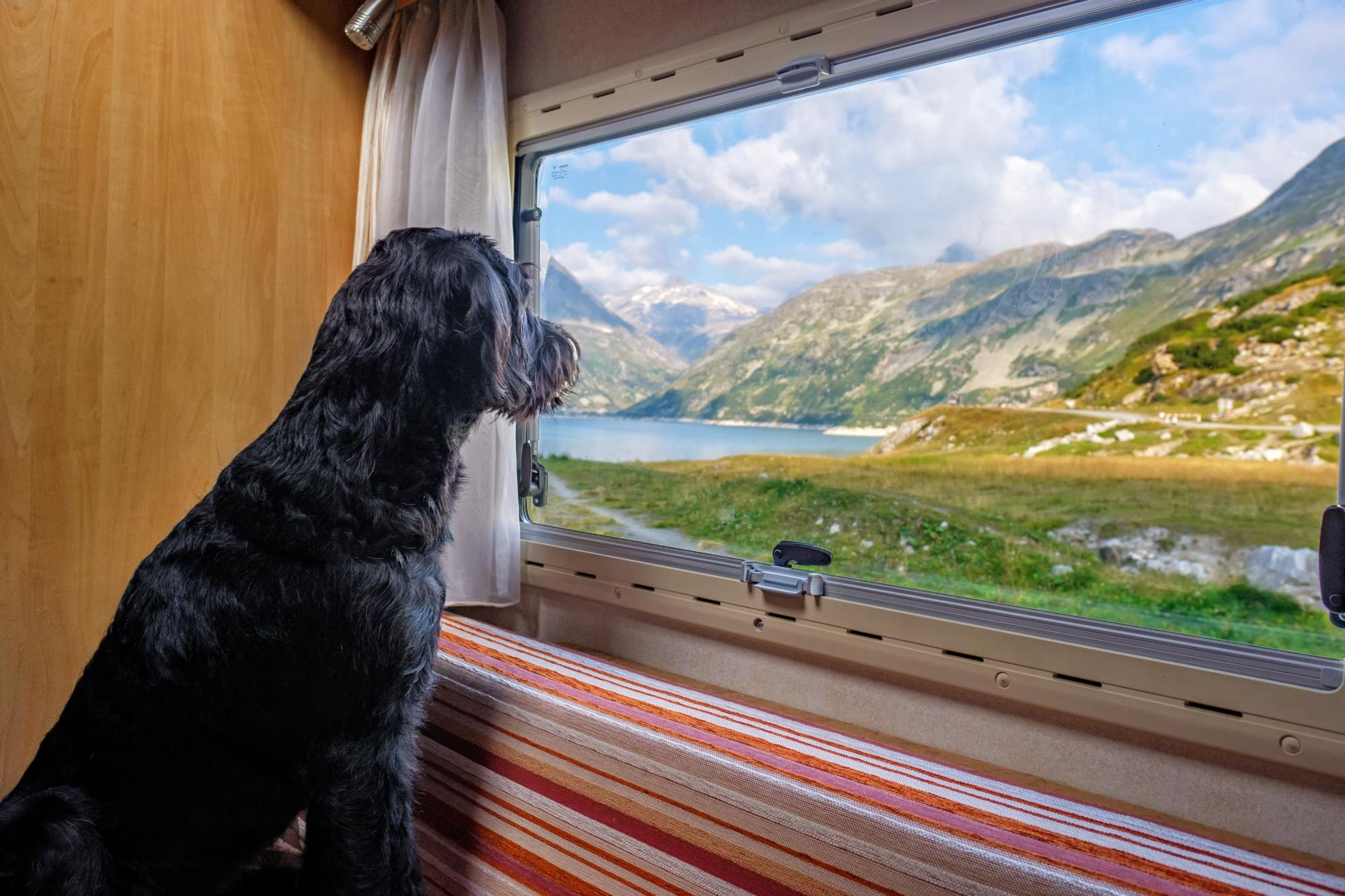 Dog-Friendly Campervan Hire | Dog-Friendly Motorhome Rental