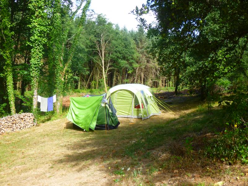 Woodland tent pitch