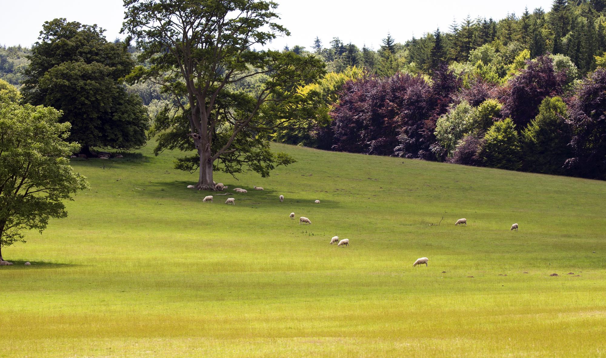 Ditchling Camping Best Campsites In Ditchling Sussex