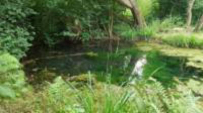 Tilia Bell Tent   (Dog Friendly)