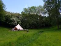 Tilia Bell Tent (Dog Friendly)