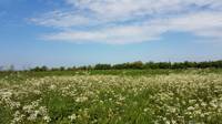 Standard Grass Pitch