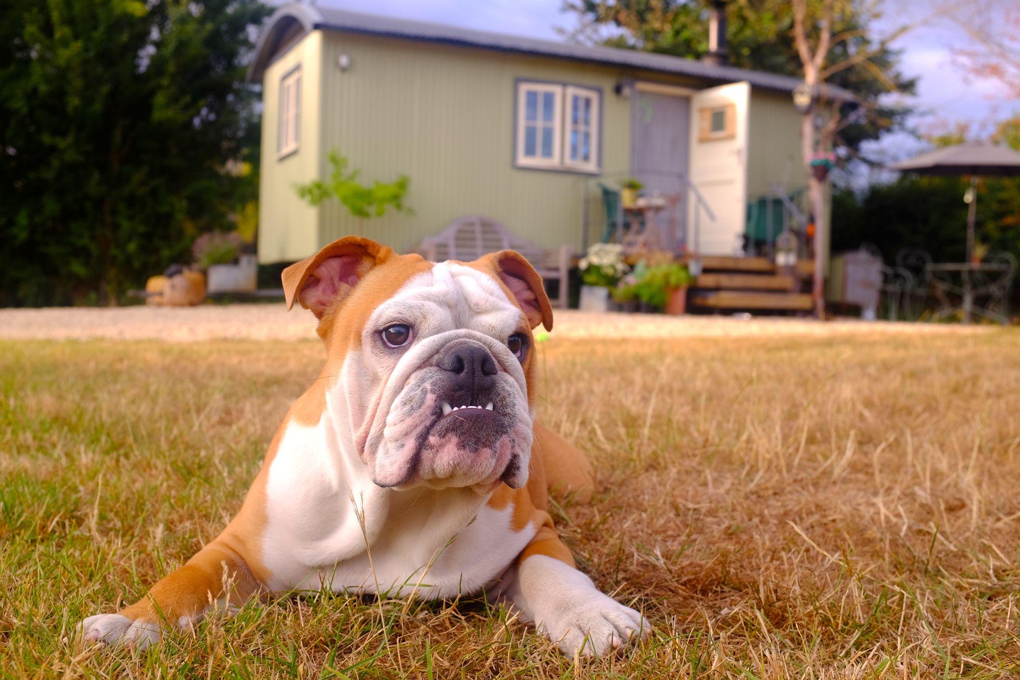 Dog friendly glamping – pet-friendly glamping stays
