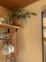 Restorative Cabin