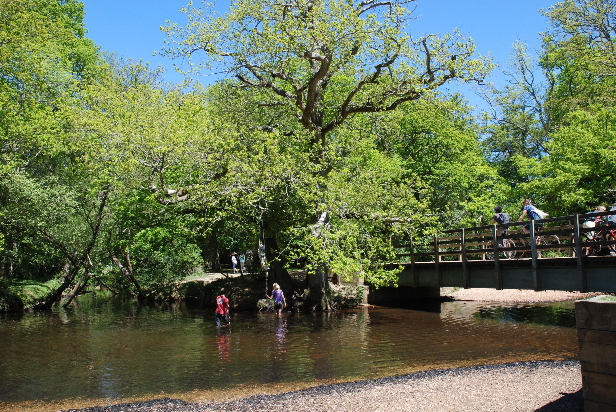New Forest