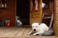 Camping Shack