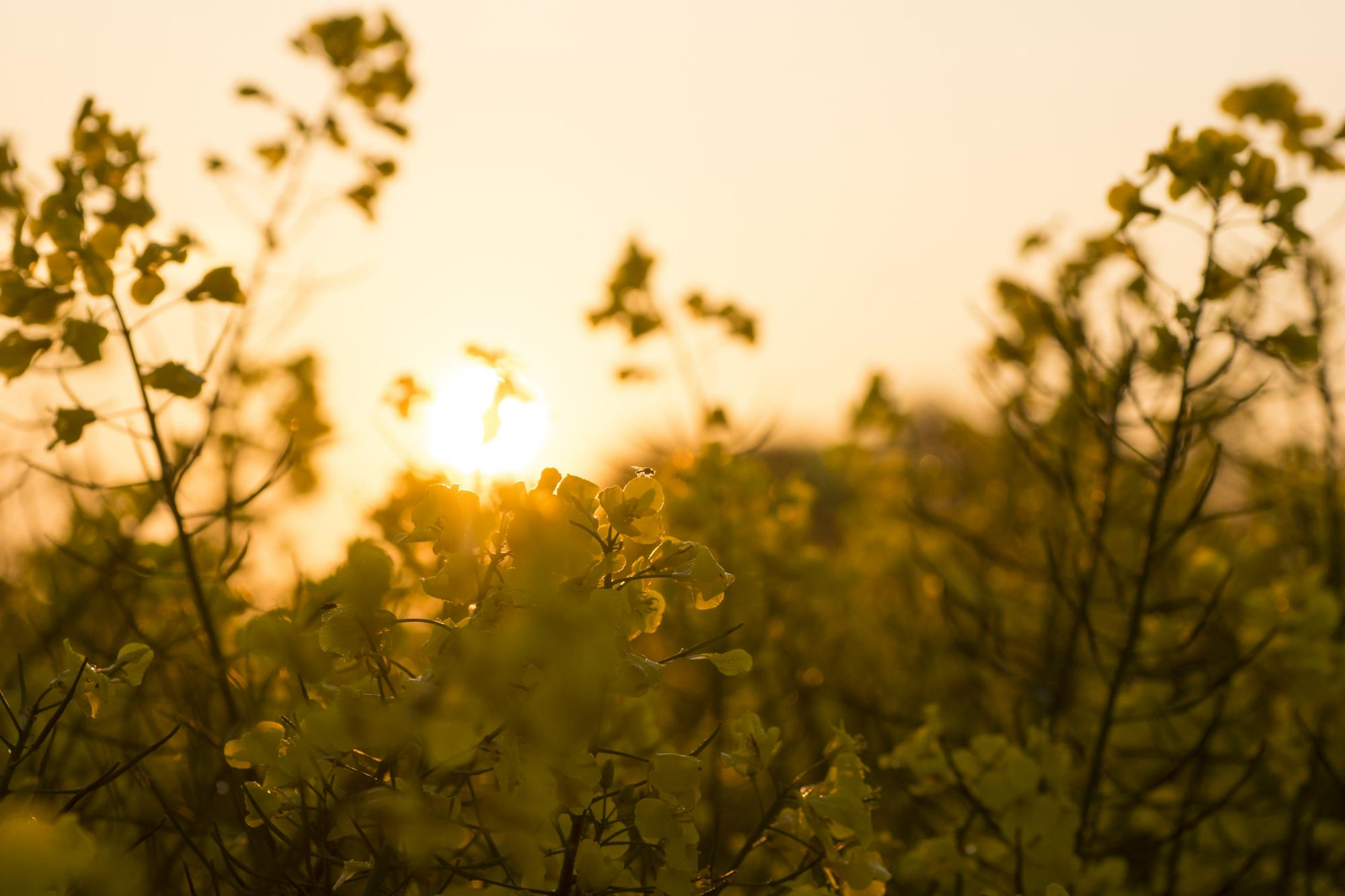 Market Harborough Camping | Campsites in Market Harborough, England