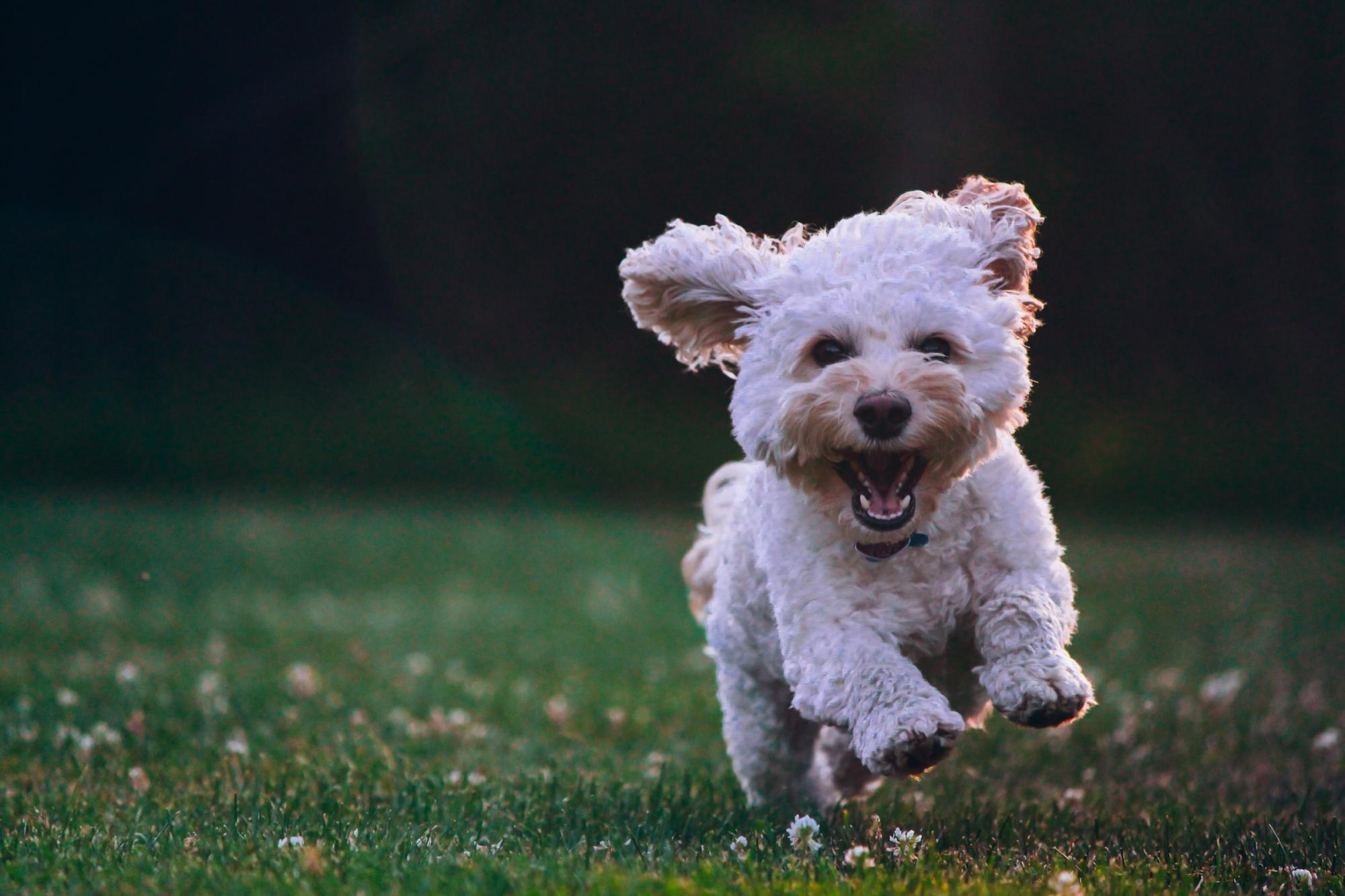 Dog-friendly camping in Dorset | Best Dorset campsites for pets