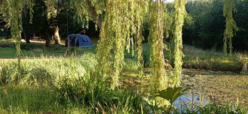 Willow View - Nearly-wild, woodland pitch