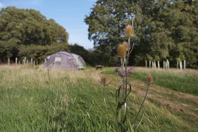 Meadow Camping Pitch