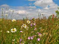 Marsh Harrier pod
