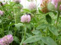Meadow pitch