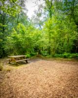 Honeysuckle Woodland Pitch