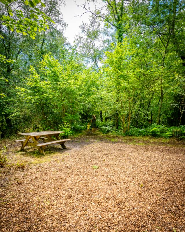 Honeysuckle Woodland Pitch