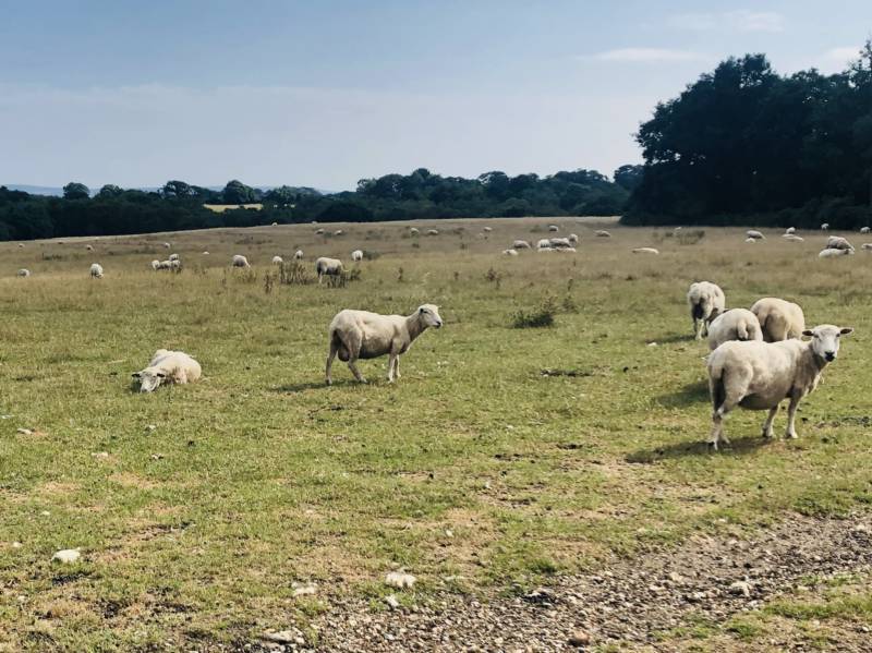 Pre-pitched Bell Tent