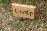 Cowslip
