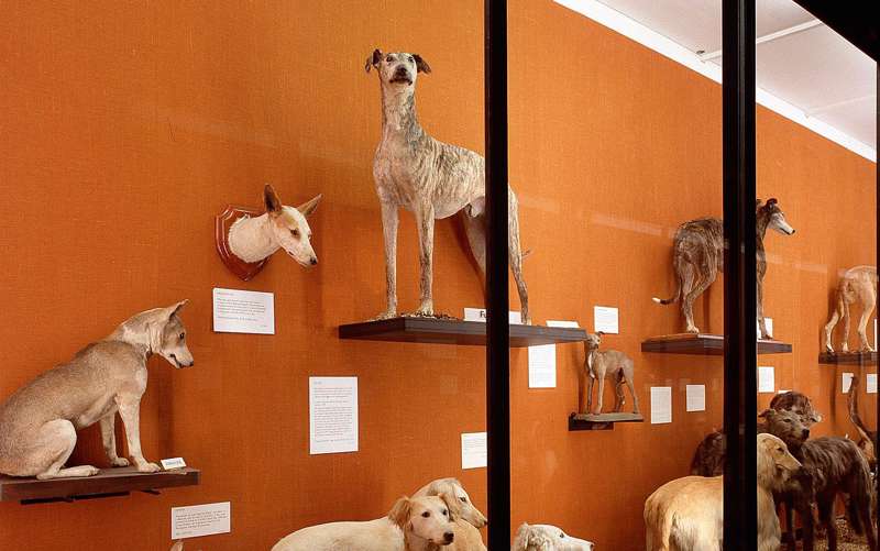 Natural History Museum at Tring