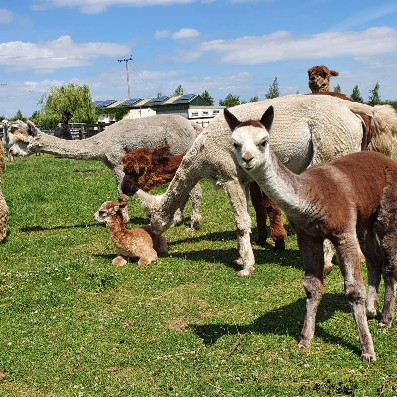 Marshland Alpacas Oxmarsh Lane, Newholland, Lincolnshire, DN19 7EL, UK