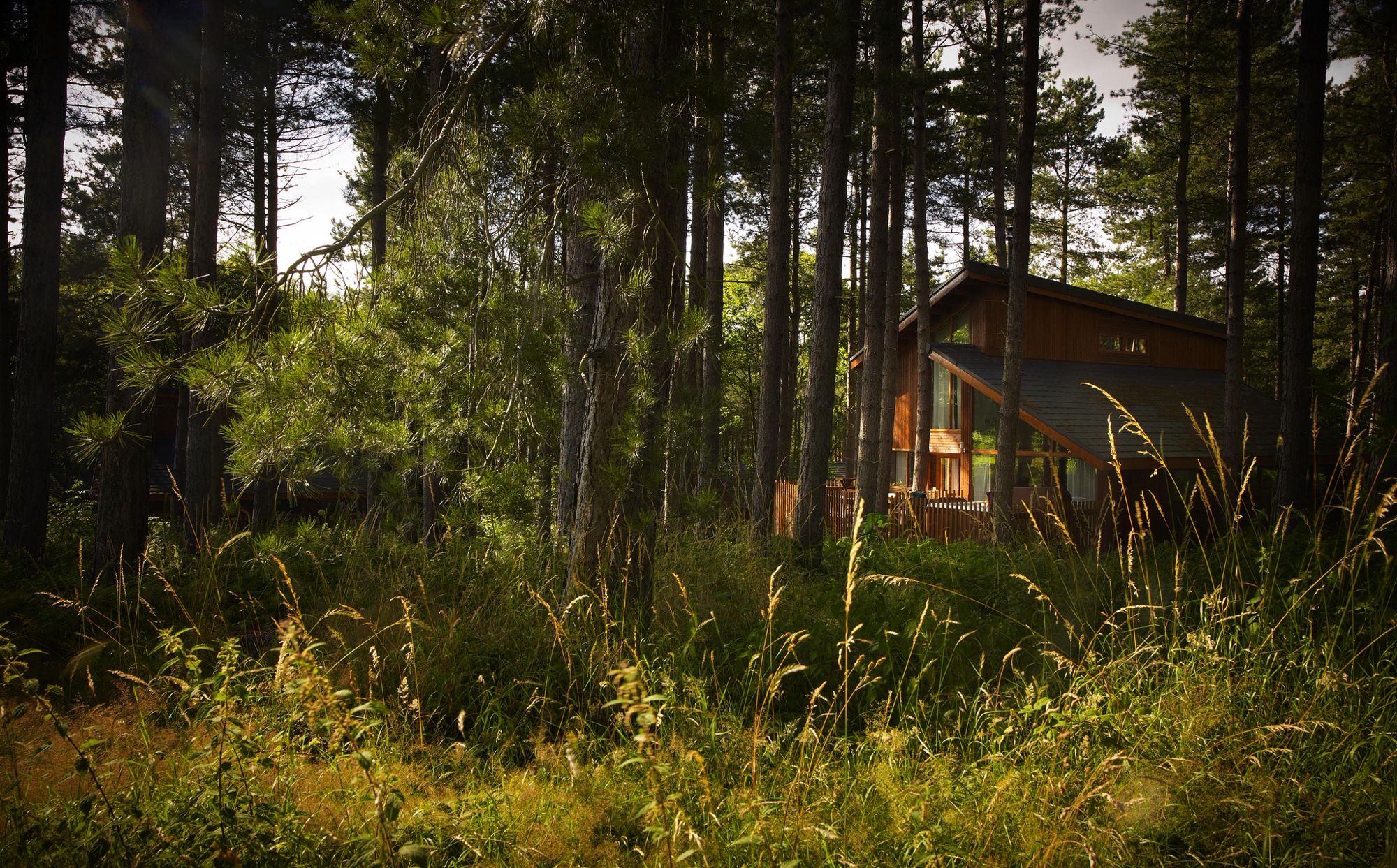 log cabin in the woods