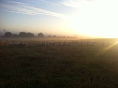 The Real Campsite at Park Farm, Oxfordshire