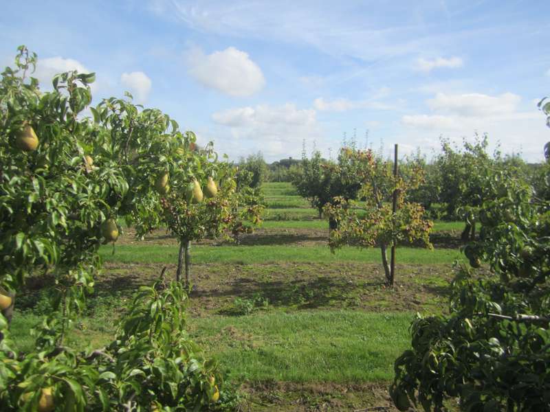 Brogdale National Fruit Collection, Kent | Cool Places