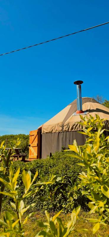 Mugwort Yurt