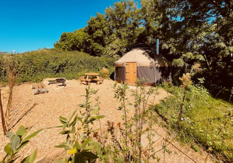 Ragwort Yurt