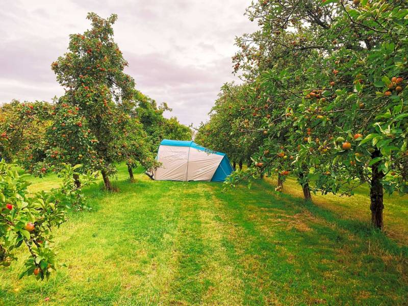 Orchard Tent Pitch