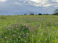 Camping Meadow - Pitch 7