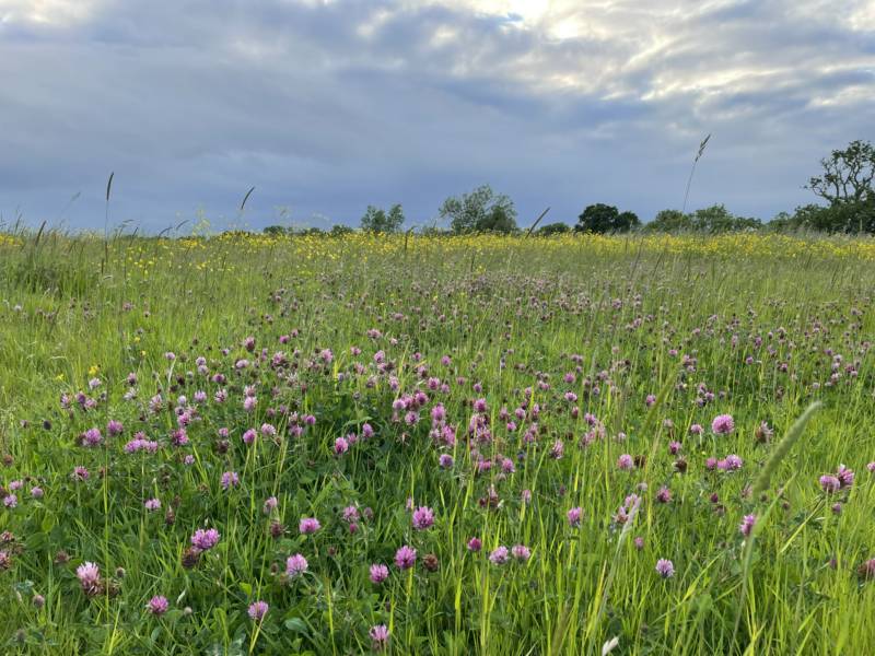 Camping Meadow