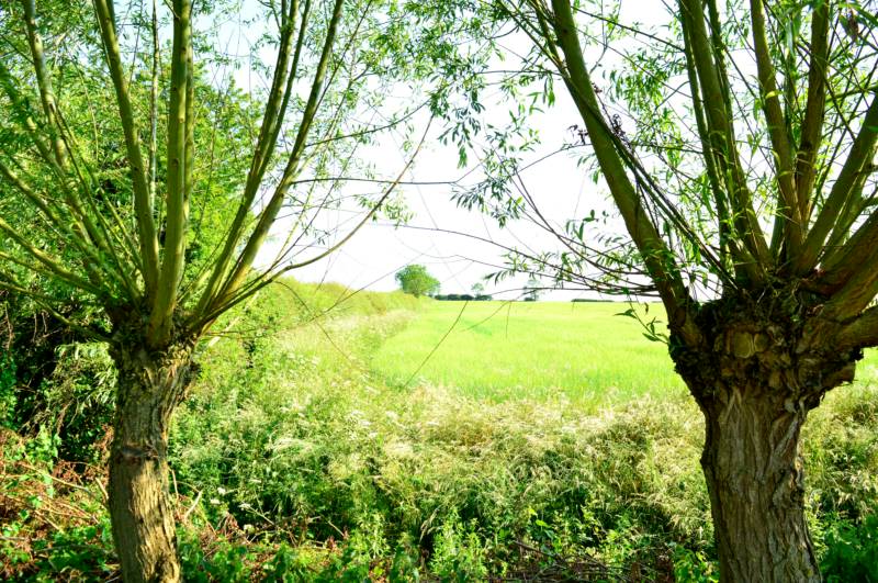 Tent Pitch with fire pit - Brock