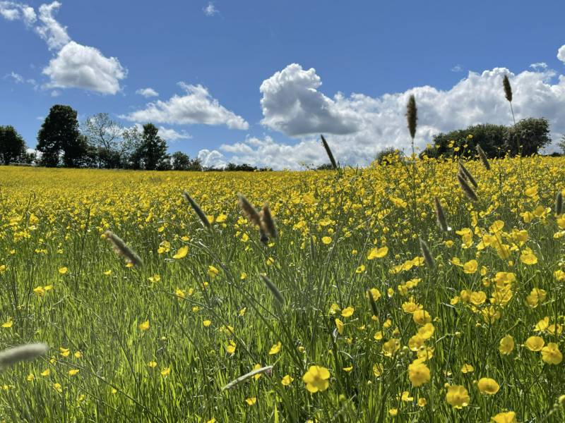 Camping Meadow - Pitch 1