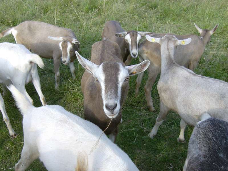 Small grass pitch for tents only - campsite 1