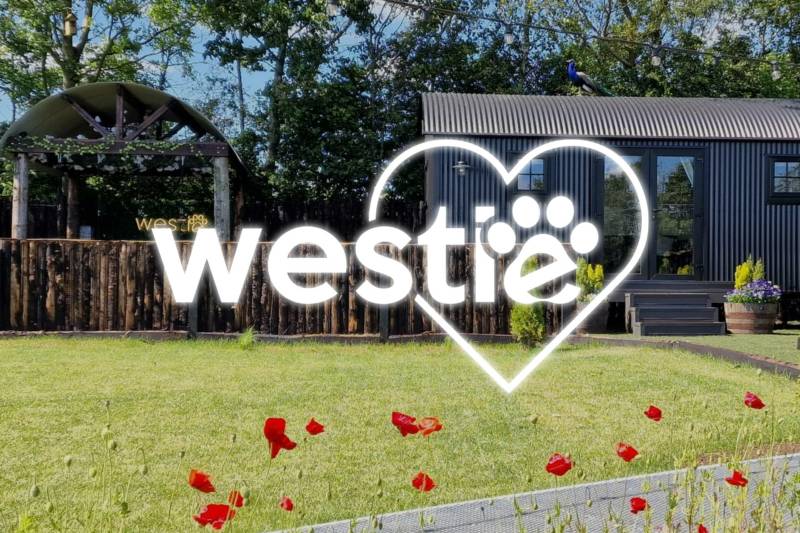 The Westie