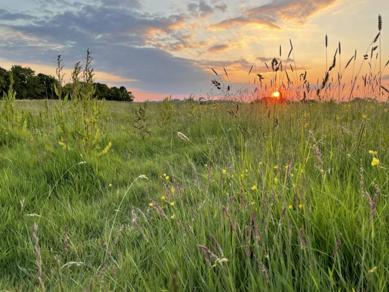 Camping Meadow