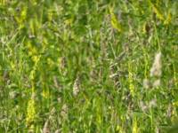 Meadow pitch