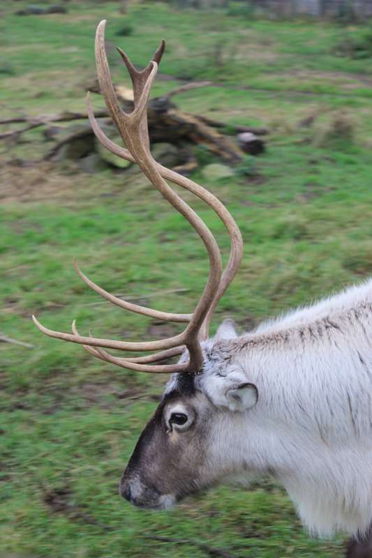 The Scottish Deer Centre, Cupar Cool Places