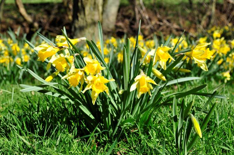 Face-to-face with the Farndale daffs