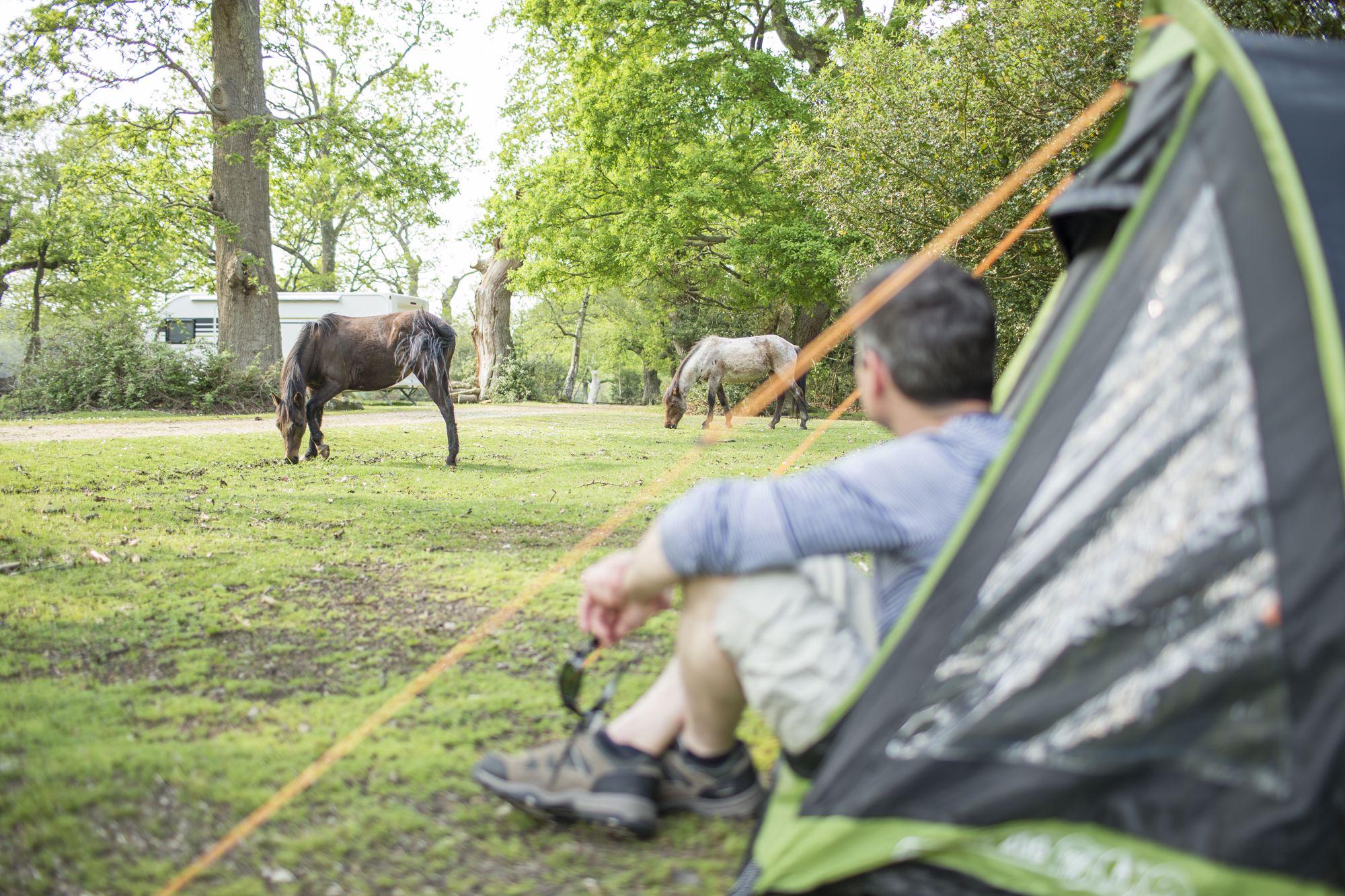Southampton Camping | Best campsites in Southampton, Hampshire
