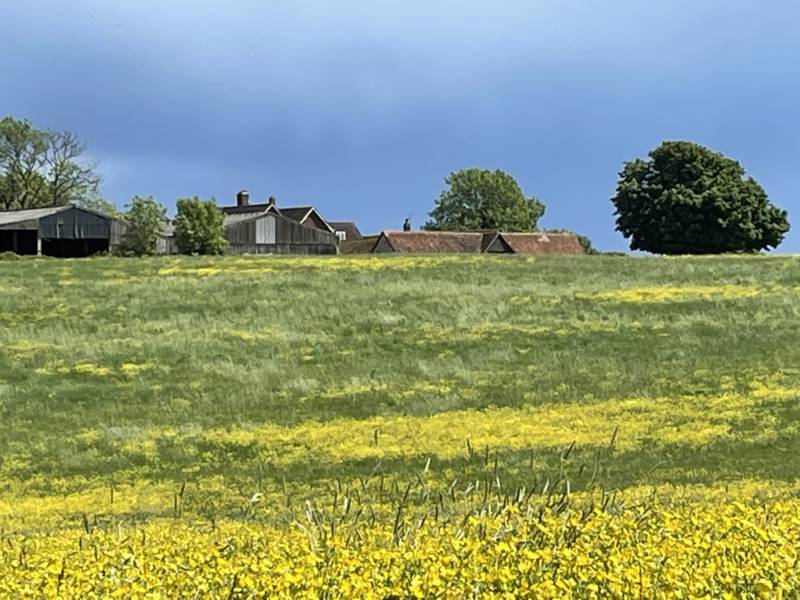 Camping Meadow