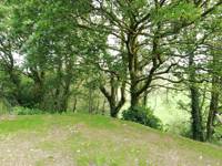 Tree tops
