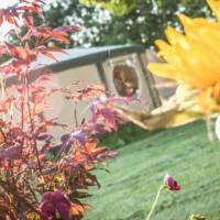 Yurt - Jasmine