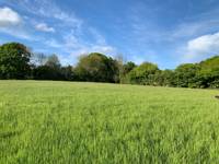 Sycamore Grass Pitch 2