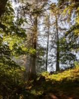 Wilderness