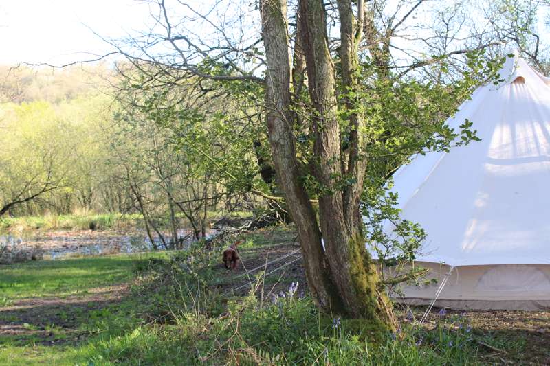 Primrose Woodland Pitch