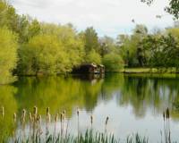 The Grebes nest