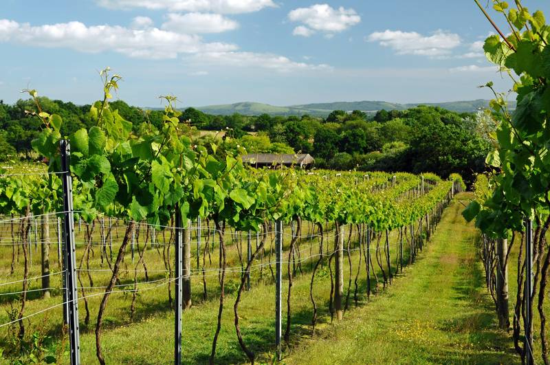 The Best English Wine and Vineyards